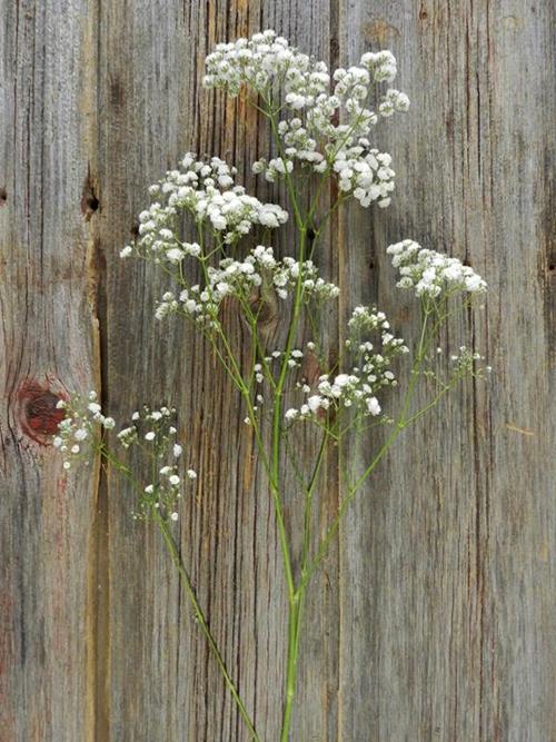 MIRABELLA  WHITE GYPSOPHILA